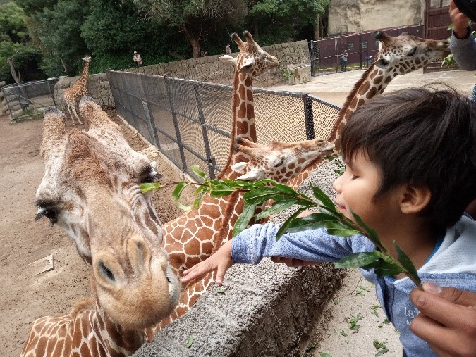 Dani en el zoológico conociendo a una jirafa que se acercó.